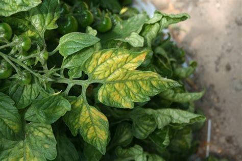 Pm 7118 1 Tomato Chlorosis Virus And Tomato Infectious Chlorosis