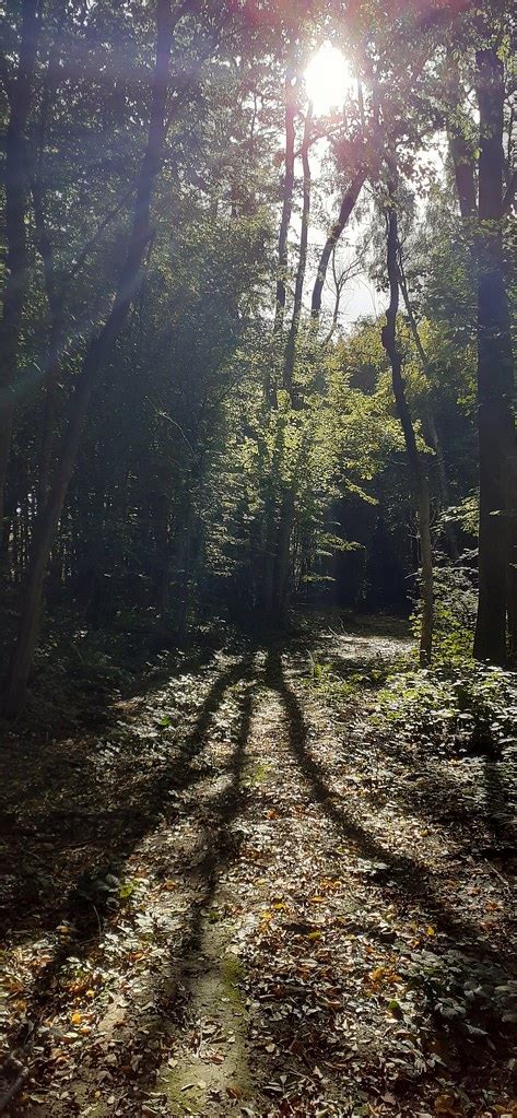 Trees And Their Shadows Near Eynsford Kent Luke McKernan Flickr