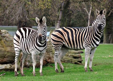 A Winter Day Out at Woburn Safari Park - Mini Travellers