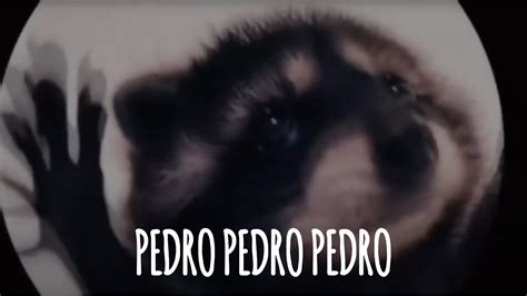 la canción de pedro PEDRO PEDRO PEDRO Raccoon YouTube