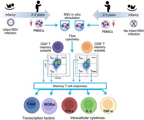 Frontiers Effect Of Infant Rsv Infection On Memory T Cell Responses