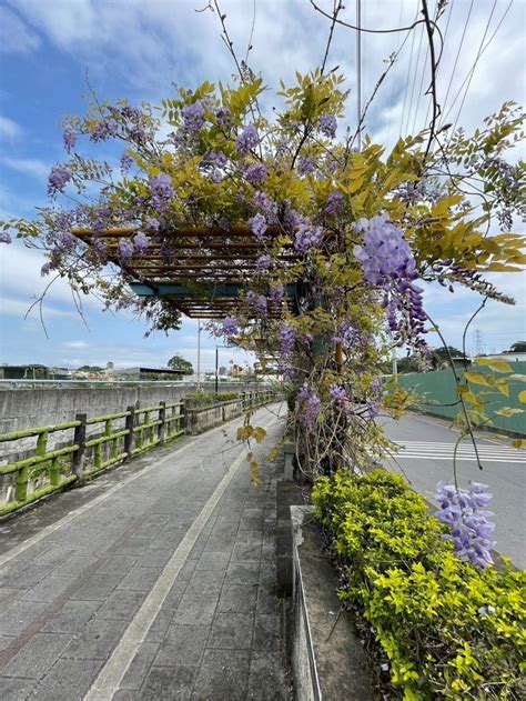 浪漫紫爆來襲！全台top10 討論度最高「紫藤花」景點 旅遊 聯合新聞網