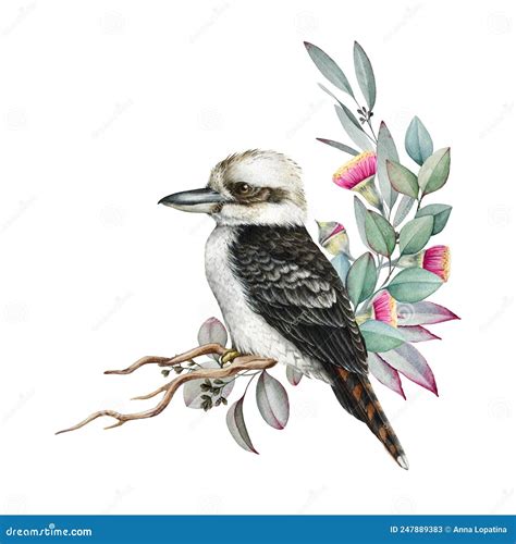 Kookaburra Bird Watercolor Realistic Illustration Hand Drawn