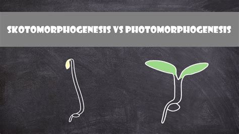 Skotomorphogenesis vs. Photomorphogenesis | Plant Biology - YouTube