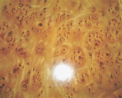 Elm Burl Carpathian Wood Veneer X Raw No Etsy