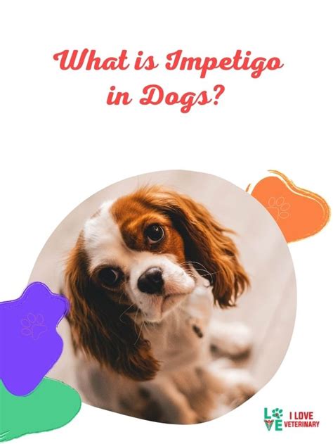 What is Impetigo in Dogs? - I Love Veterinary - Blog for Veterinarians ...