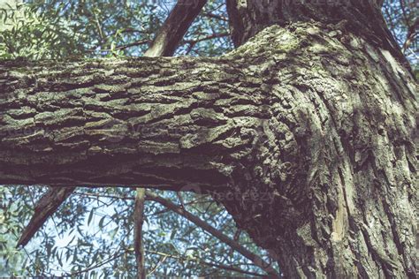 Tree Branches with Leaves 12873056 Stock Photo at Vecteezy