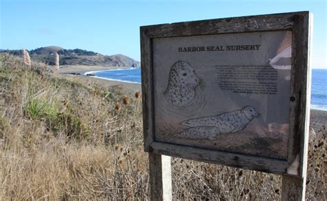 Jenner Beach in Jenner, CA - California Beaches