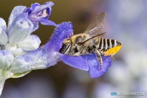 Solitary Bees