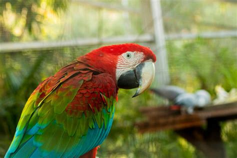 red macaw images browse  stock  vectors  video