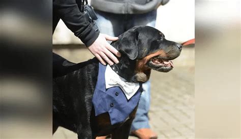 Facebook Viral Perro Testigo De La Boda De Sus Dueños ‘se Opone En Plena Ceremonia Video