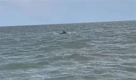 dolphins spotted close  blackpool coast