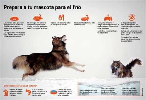 Protege A Tu Mascota Del Frío Mcn Peru Monitoreo Climatologico Del