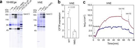 Engineered TRNAs Suppress Nonsense Mutations In Cells And In Vivo