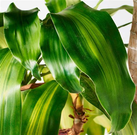 Dracaena Massangeana Plant Care Guide