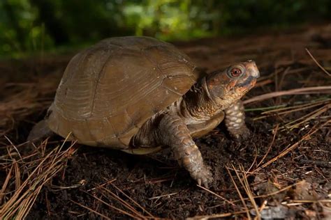 17 Species Of Turtles In Oklahoma Pictures Wildlife Informer