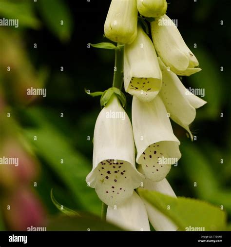 Digitalis Alba Hi Res Stock Photography And Images Alamy