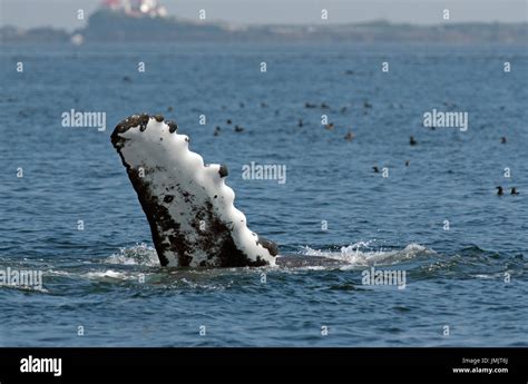 Humpback Whale Flipper Megaptera Novaeangliae Inside Passage