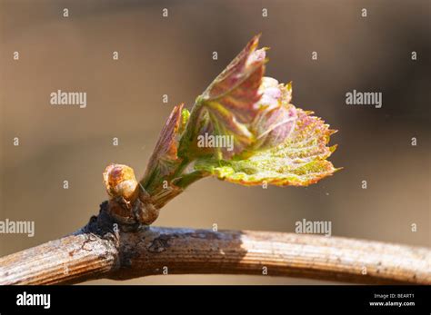 Bud Burst On The Vine And Counter Bud Contre Bourgeon Ch Moulin Du