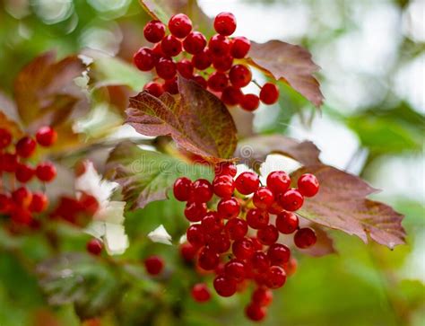 Viburno Vermelho Framboesas De Viburnum Num Arbusto No Ver O Foto De