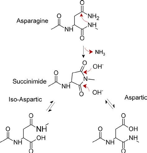 Asparagine Structure