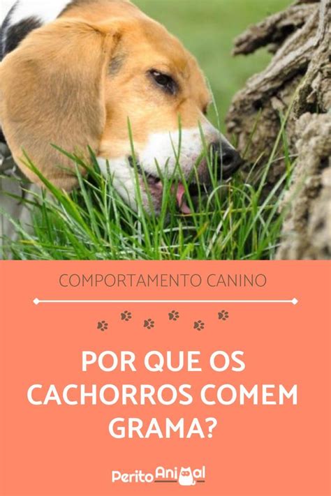 Por Que Os Cachorros Comem Grama Estudos Revelam As Causas