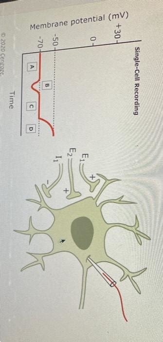 Solved During which period or periods is the membrane | Chegg.com