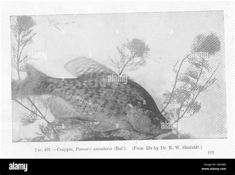 51939 Crappie Pomoxis Annularis Raf Stock Photo Alamy