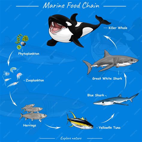 Marine Food Worksheet at Liam Threlfall blog