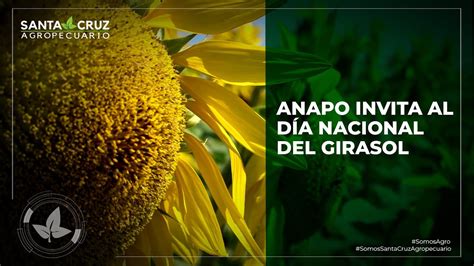 ANAPO INVITA AL DÍA NACIONAL DEL GIRASOL 2022 YouTube