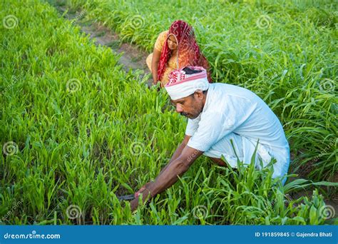 Indian Farmers Working In Green Agriculture Field Man And Woman Works