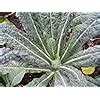 Amazon Fast Growing Kale Mix Kale Seeds Easy To Grow Kale 5