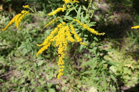 Early Goldenrod — White Pelican Farm Native Plant Nursery
