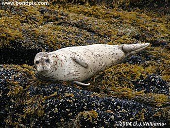 Seals in Alaska