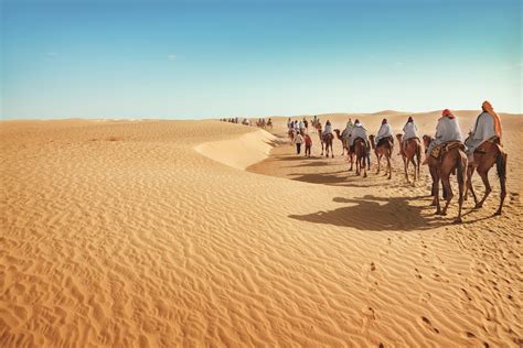 K Desert Camels Hd Wallpaper Rare Gallery