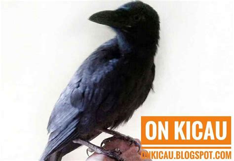 Jenis Makanan Burung Gagak Dan Perawatannya On Kicau