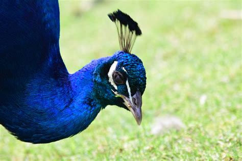 Free stock photo of blue, feathers, peacock