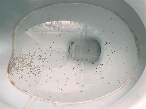 4 Methods to Get Rid from Mold in Toilet