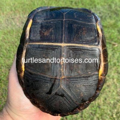 Flowerback Box Turtle Cuora Galbinifrons LTC Male Turtles And