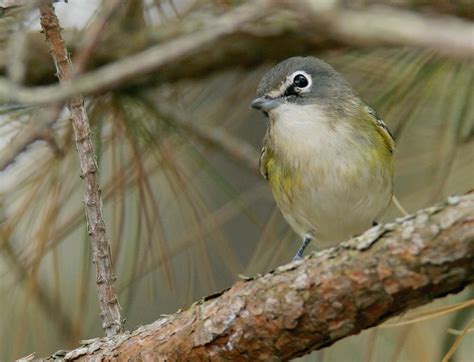 Bill Hubick Photography - Blue-headed Vireo (Vireo solitarius)