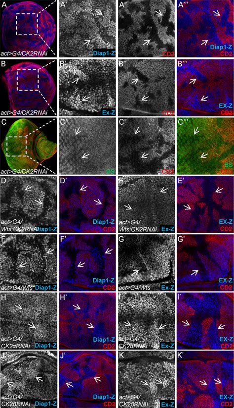 Knockdown Of CK2 Up Regulates Yki Targets Expression In Vivo AC