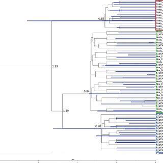 Estimates Of Divergence Time In Years Shown By Lineages Of The