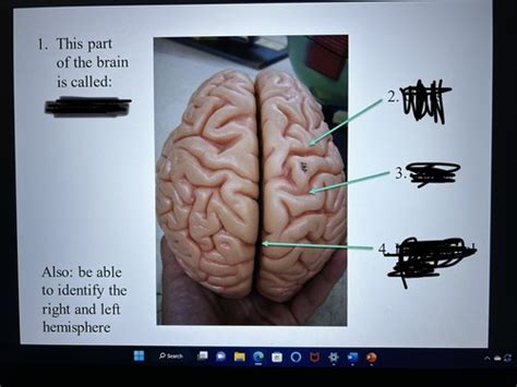 Nervous System Flashcards Quizlet