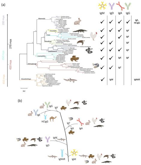 Biomolecules Free Full Text Evolution Of The Immunoglobulin