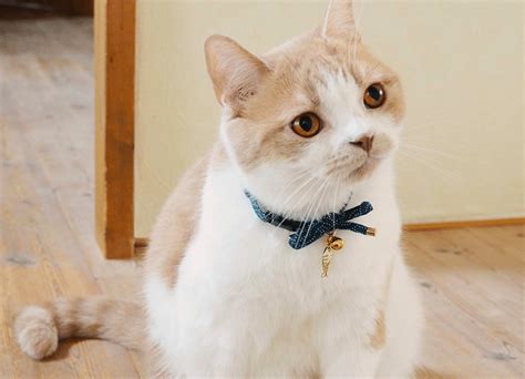 Cat Collars with Bells | 20 Collars So Your Cat Can't Sneak Up On You