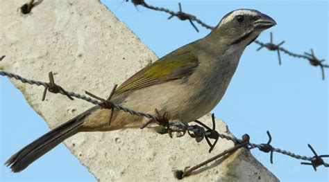 Saiba Tudo Sobre O Trinca Ferro Casa Dos P Ssaros