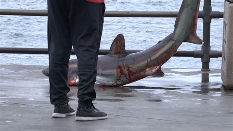 Huntington Beach CA Shark 5 12 2018 Part 3 1080p YouTube