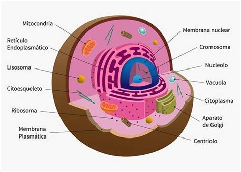 ¿cual Es La Celula Humana Brainlylat