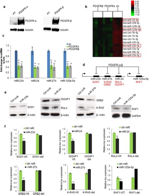 Pdgfr And Pdgfr Regulated Mirnas A Overexpression Of Pdgfr Or