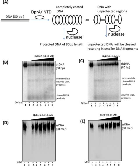 Nuclease Protection Assay A Schematic Illustration Of Nuclease Download Scientific Diagram